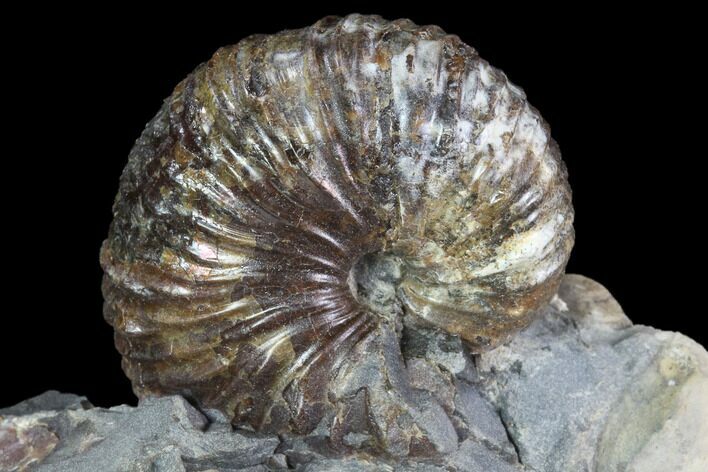 Hoploscaphites Brevis Ammonite - South Dakota #86205